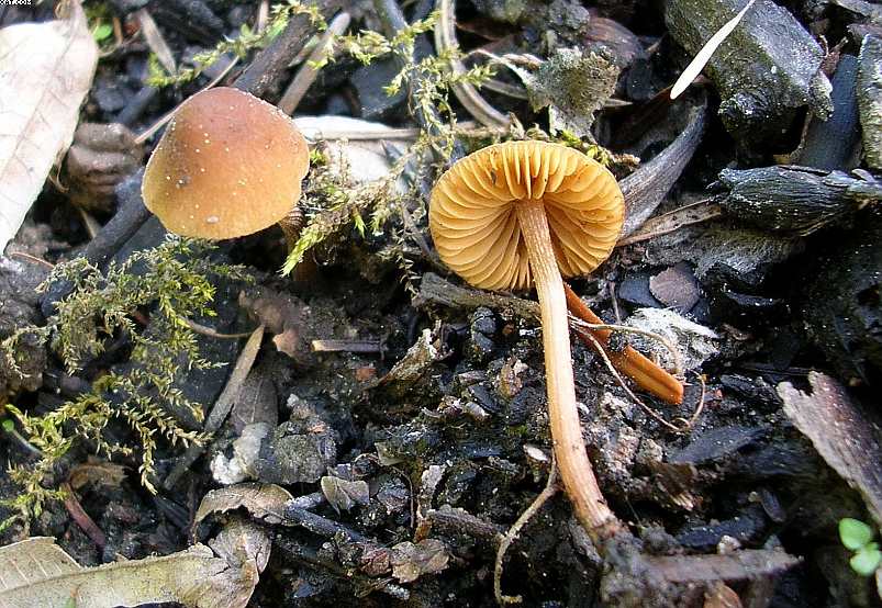 St. Chrischona ( CH )   30. Aprile 2005